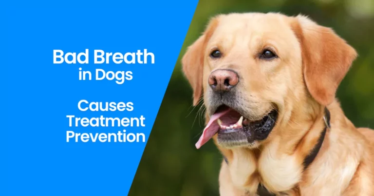 Bad Breath in Dogs: Causes, Treatment, and Prevention