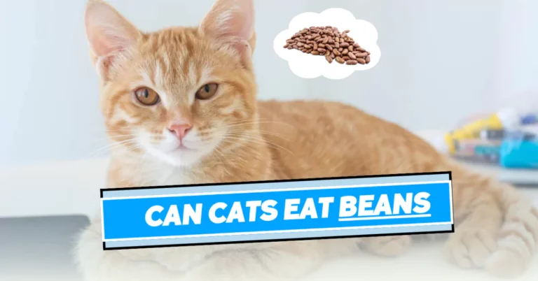 Can Cats Eat Beans? The Key Points To Remember