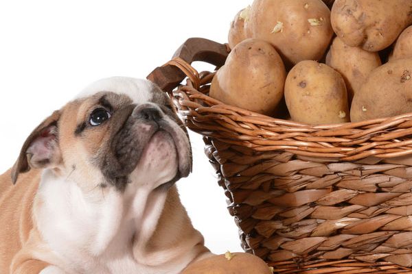 Can Dogs Eat Raw Potatoes