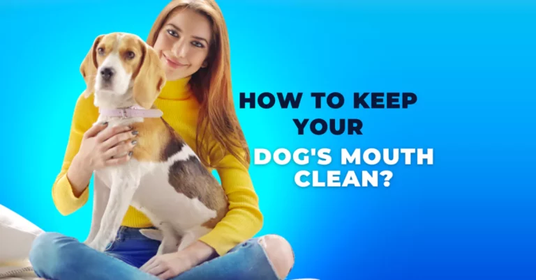 How to Keep Your Dog Mouth Clean? A Comprehensive Guide