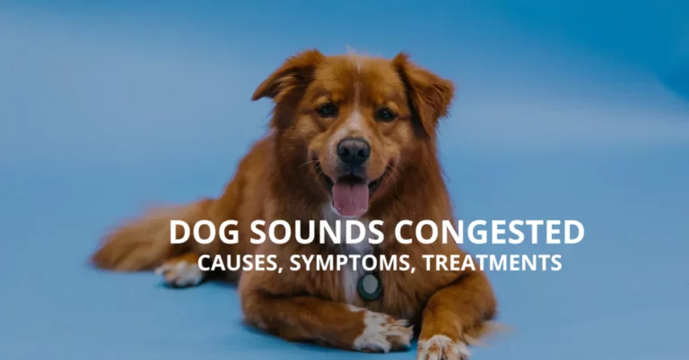 Dog Sounds Congested: Causes, Symptoms, and Treatments