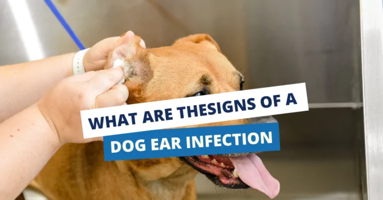 Signs of a Dog Ear Infection? Types, Causes & Treatment