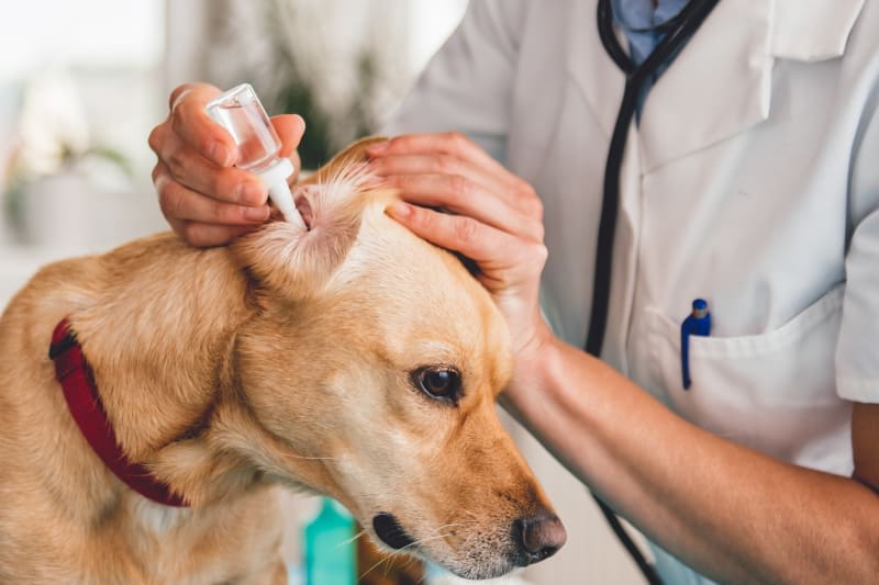 Yeast Infection Ear Mites in Dogs