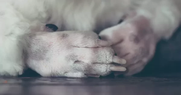 Dog Swollen Toe