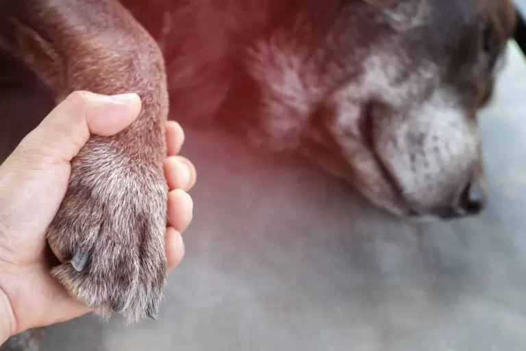 Dog Swollen Toe: Causes, Symptoms, and Treatment